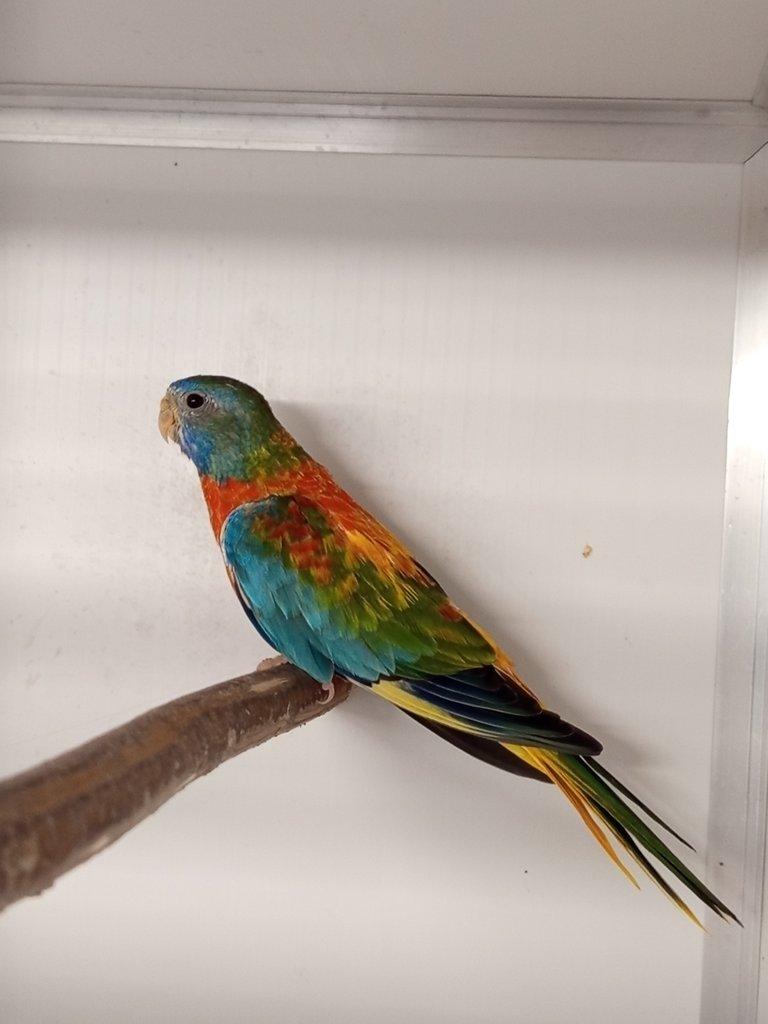 Neofėma modrohlavá