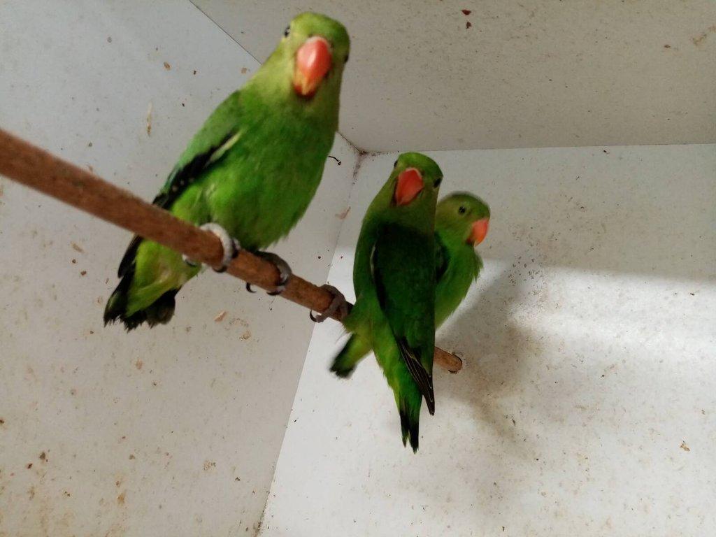 Daruji...
