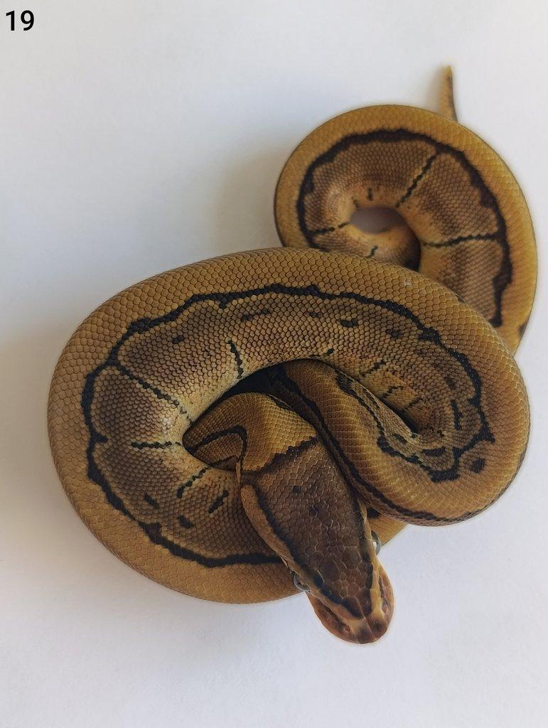 Krajta královská/ Python regius