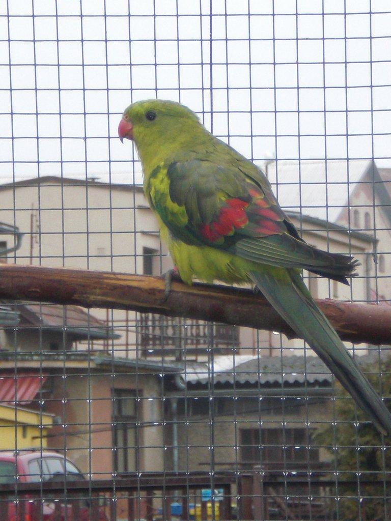 Papoušek horský štěp. na žlutý pastel