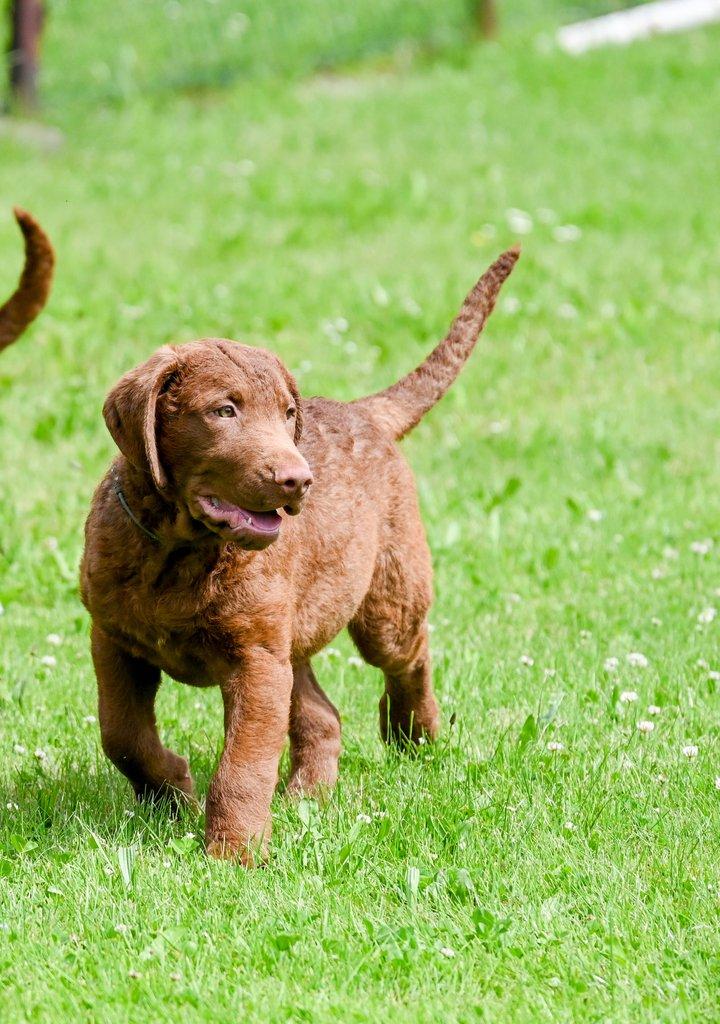 Hnědý retriever (jako hnědý labrador-chesapeake) s PP