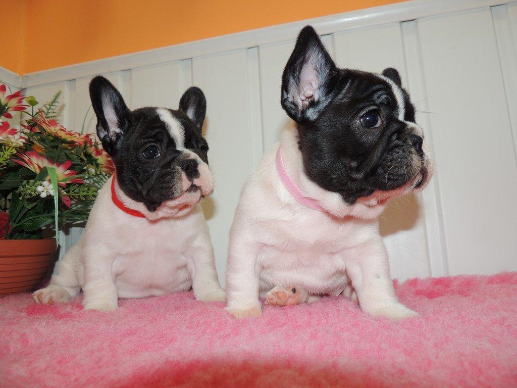 Francouzský buldoček s PP.