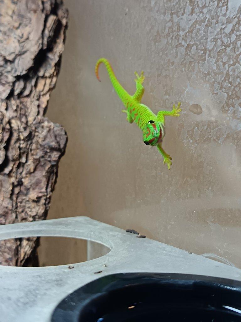 Felsuma madagaskarská (Phelsuma grandis)