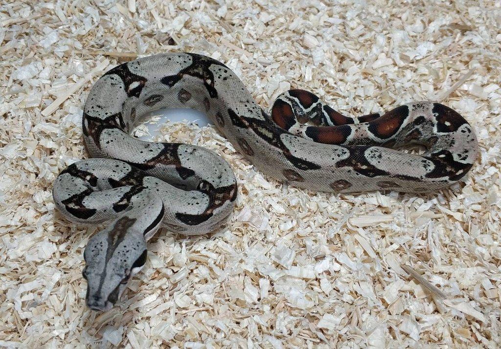 Boa imperator- Sharp Sunglow 66% het Sterling,Hypo Sterling