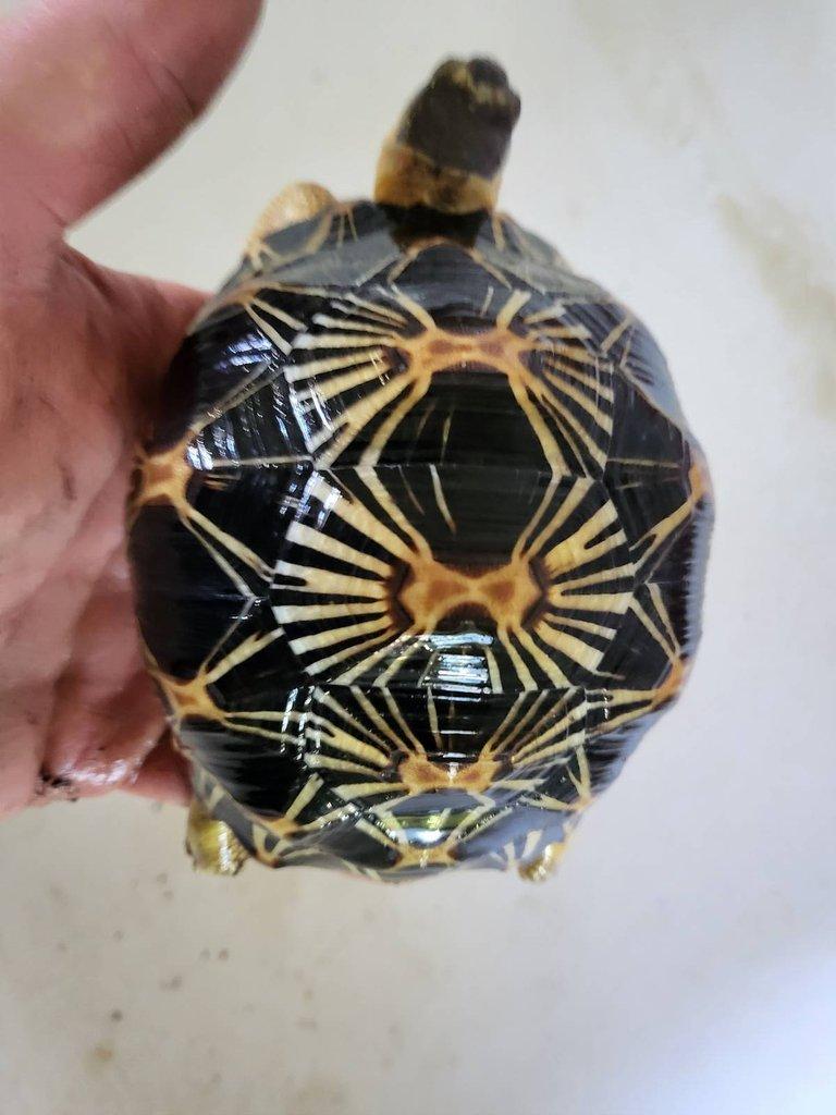 Astrochelys radiata, Geochelone elegans