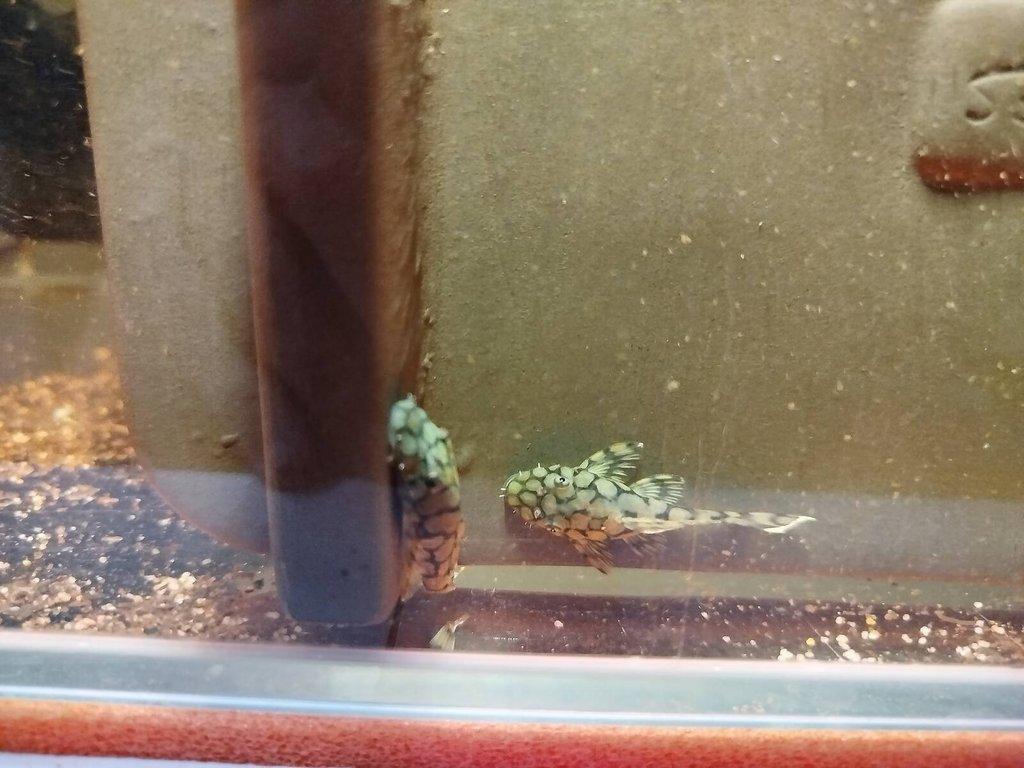 L519 ancistrus kiefneri2 Rio itenez