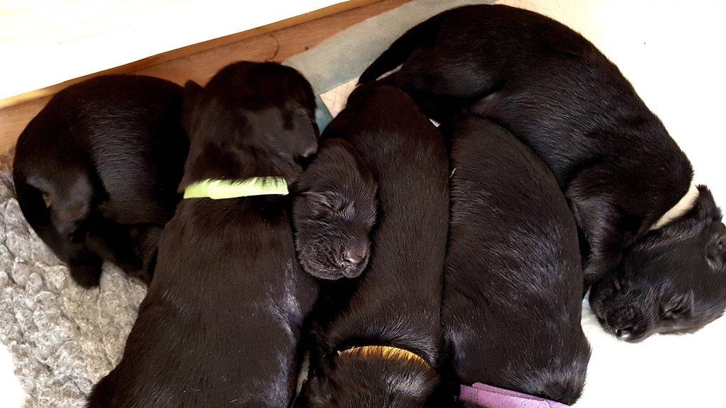 Flat Coated Retriever - štěňátka s PP + možnost výcvikových a socializačních lekcí zdarma