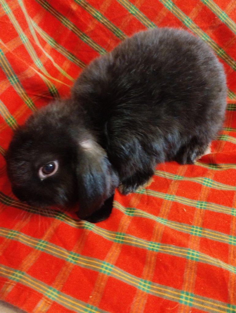 Prodám samičku minilopa