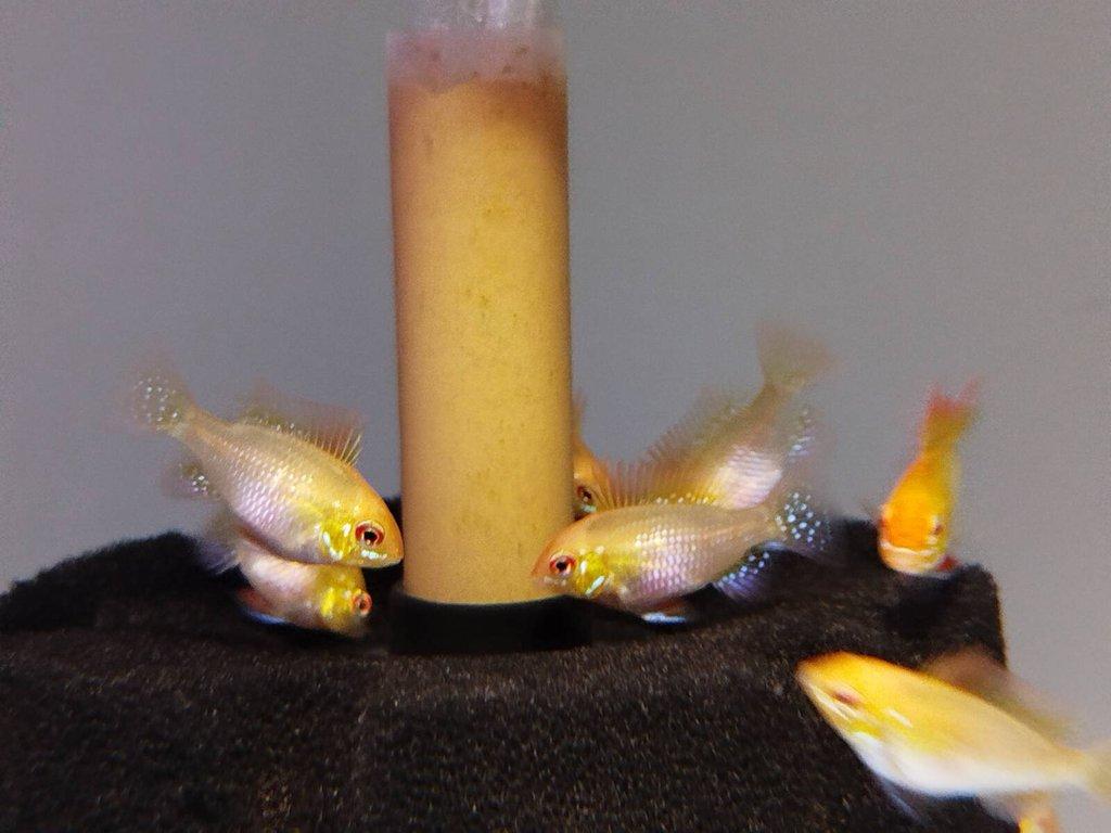 Ramirezky Gold