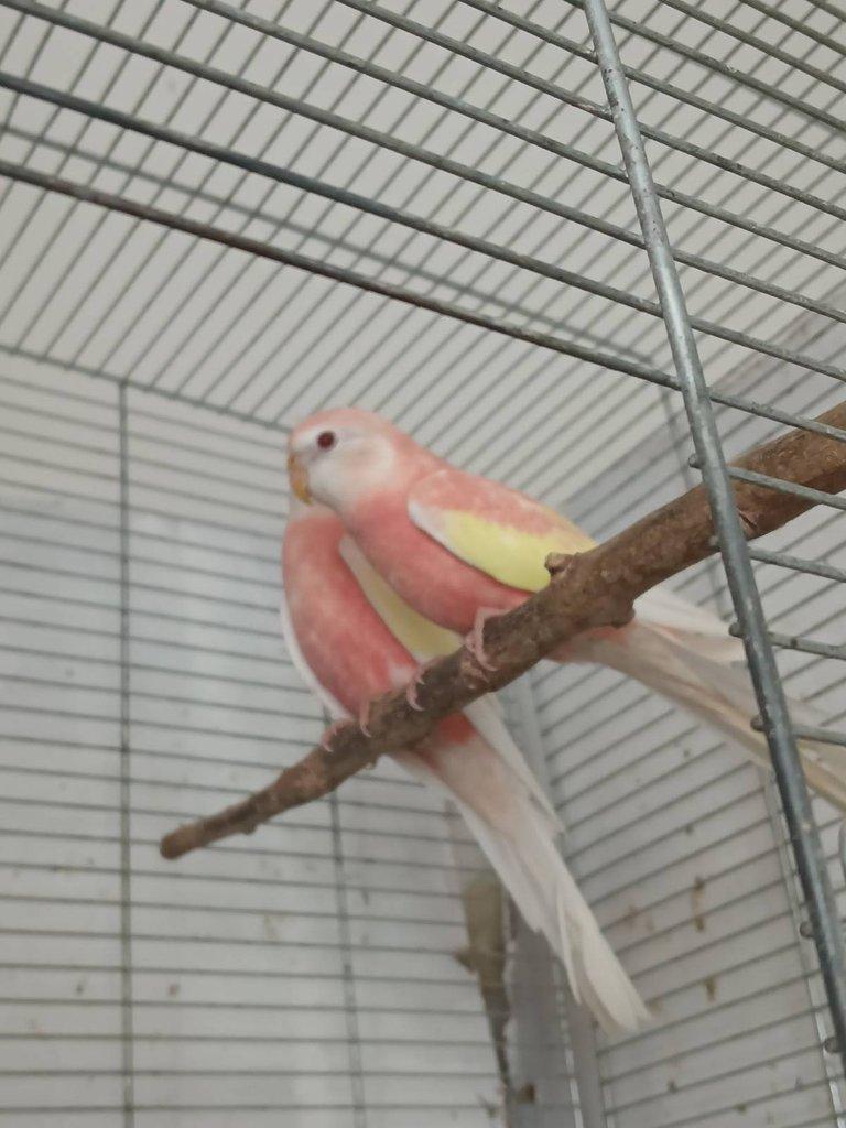 Neofema Bourek Rubino