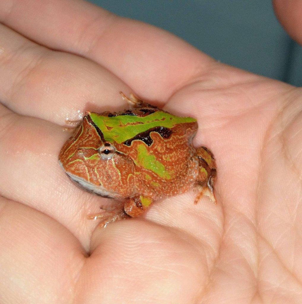 Ceratophrys cornuta, ornata, cranwelli, fantasy