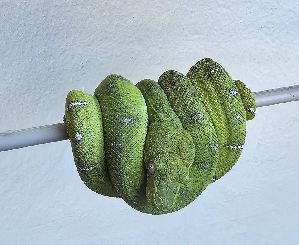 Emerald tree boas (Corallus caninus)