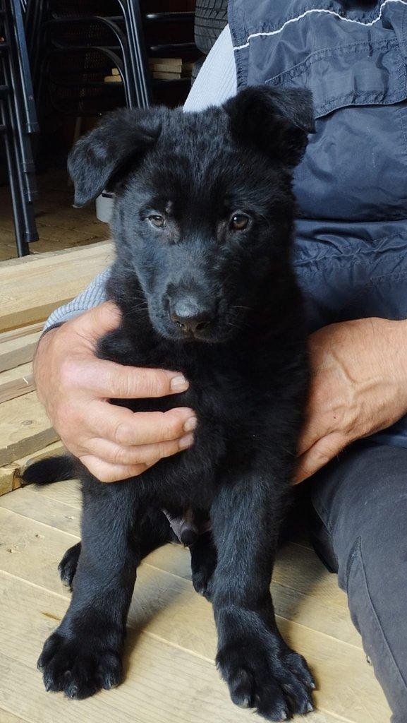 Štěně německého ovčáka s PP