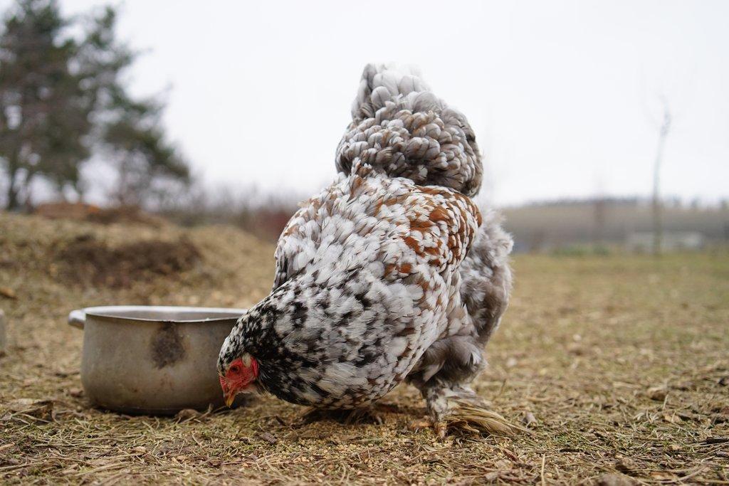Žerzejský obr, Rodajlendka, Brahmánka porcelánová, Mechelenka🥚 (násadová vejce)