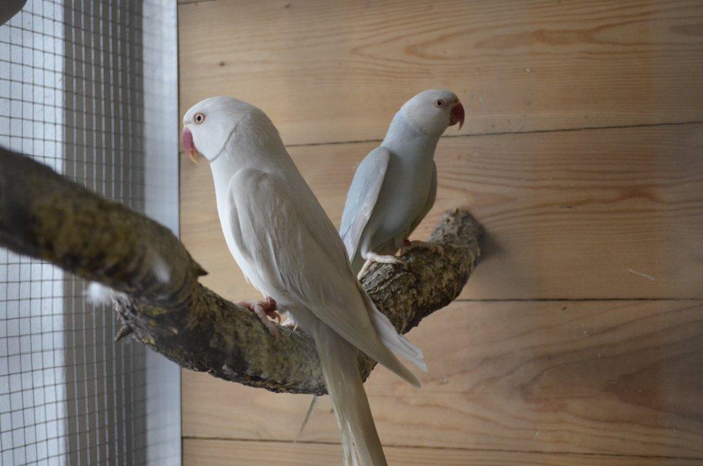 Aůexandr malý modrý palid HO