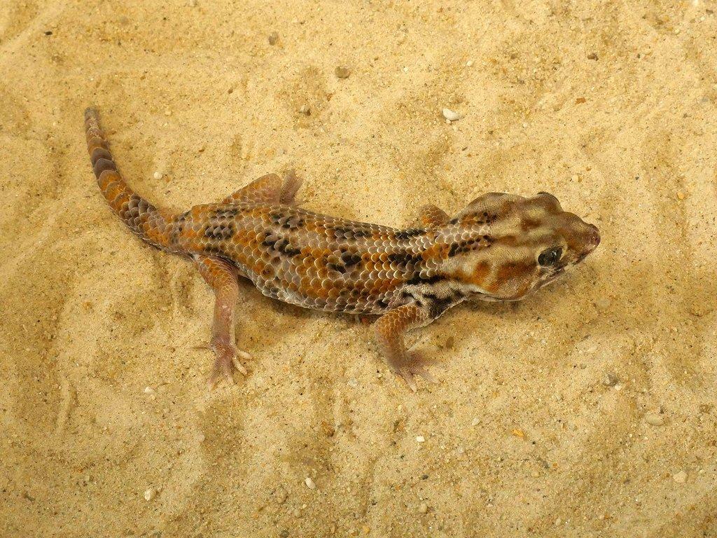 Teratoscincus keyserlingii Arabský poloostrov