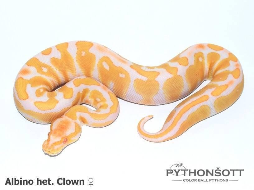 Krajta královská – mláďata z vlastního chovu