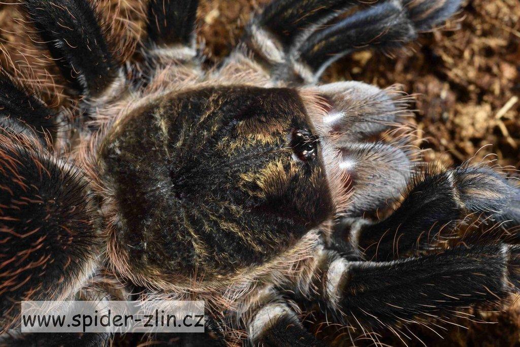 Samice P. victori, D.pentaloris, A. rufus, B. simoroxigorum a mnoho dalších zajimavých sklípkanů