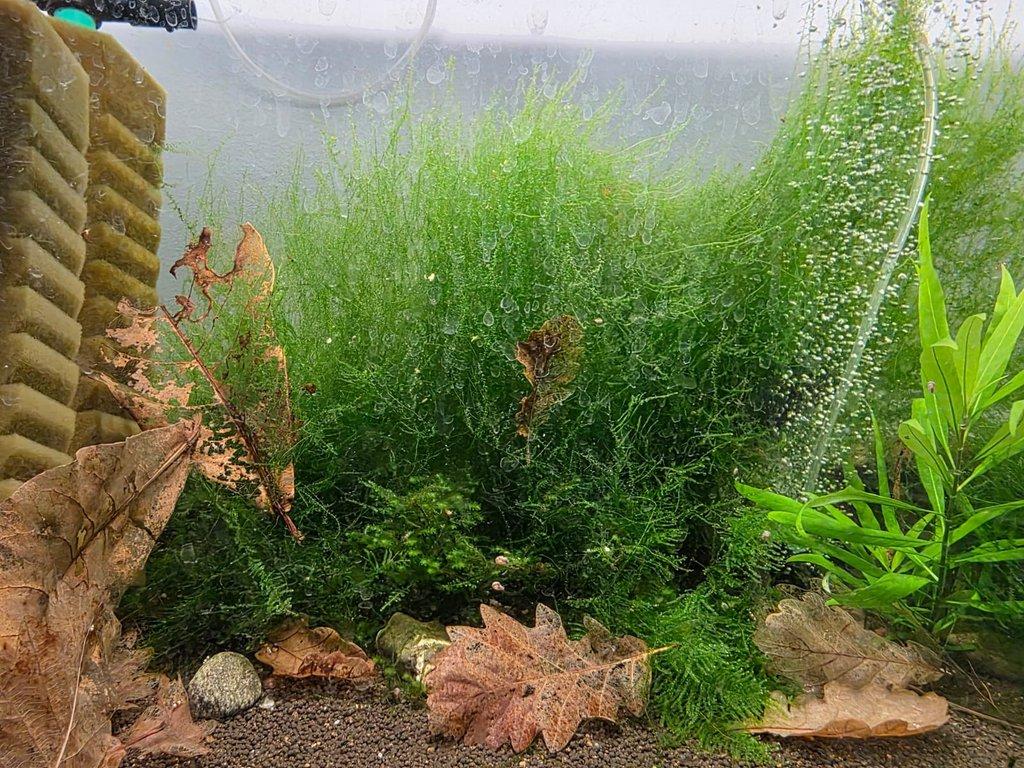 výprodej akvarijních mechů stringy, java, flame moss