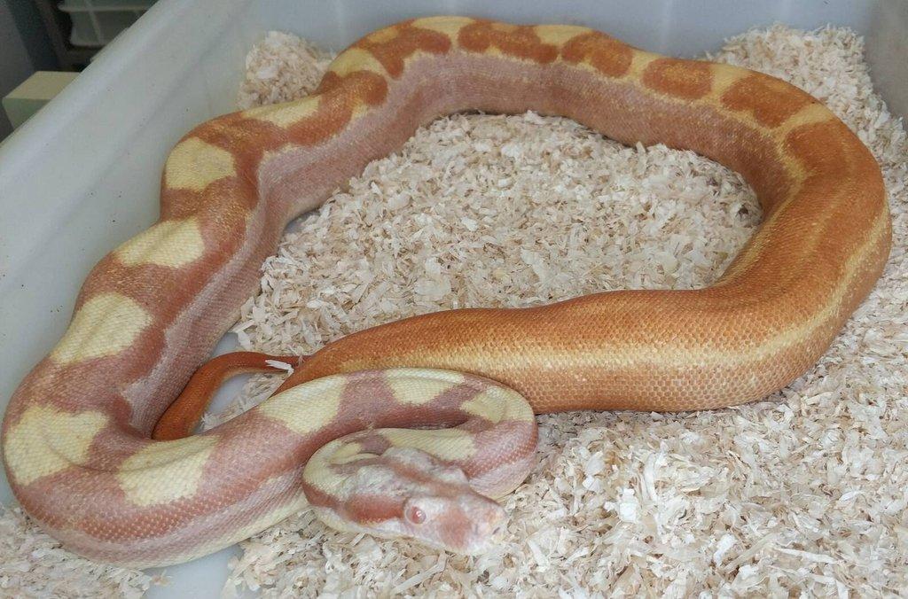 Boa imperator - Paraglow Motley Jungle, Sunglow Motley