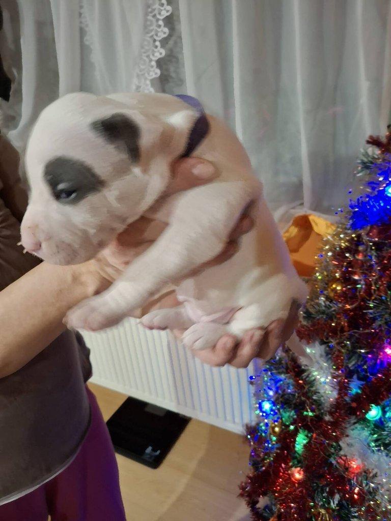 Štěňata Americký Stafordšírský terier