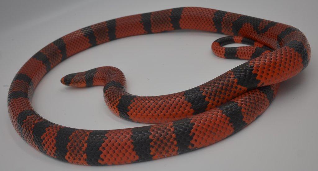 Korálovka honduraská (Lampropeltis abnorma loc. „Hondurensis”) Tangerine „High Red”