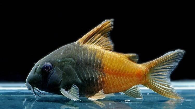 Prodej terčovců, L-sumců, skalár, rejnoků a jiných ryb