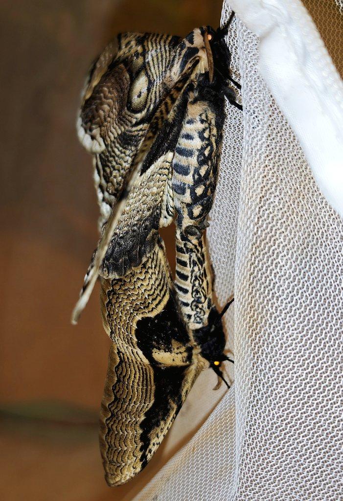 Brahmaea hearseyi vajíčka