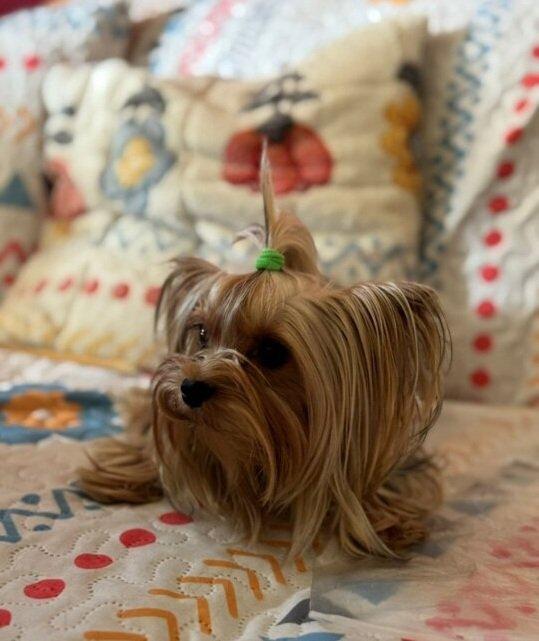 Štěňata yorkšírských teriérů s PP