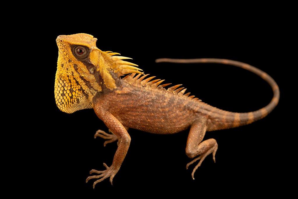 Acanthosaura nataliae / Acanthosaura capra