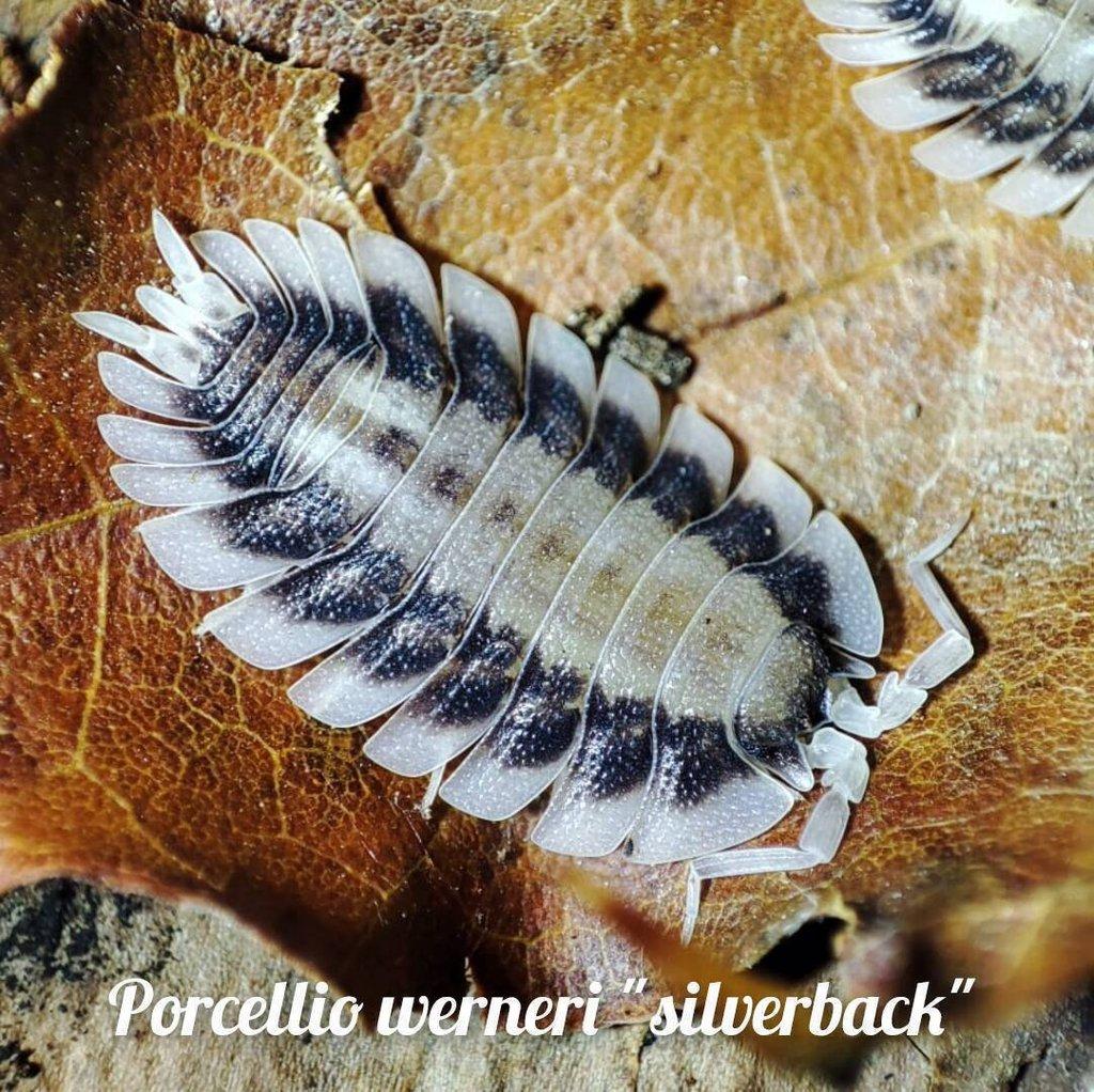 Obrovská sbírka isopod