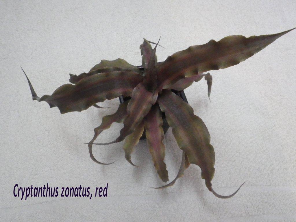 Terarijní bromélie Cryptanthus