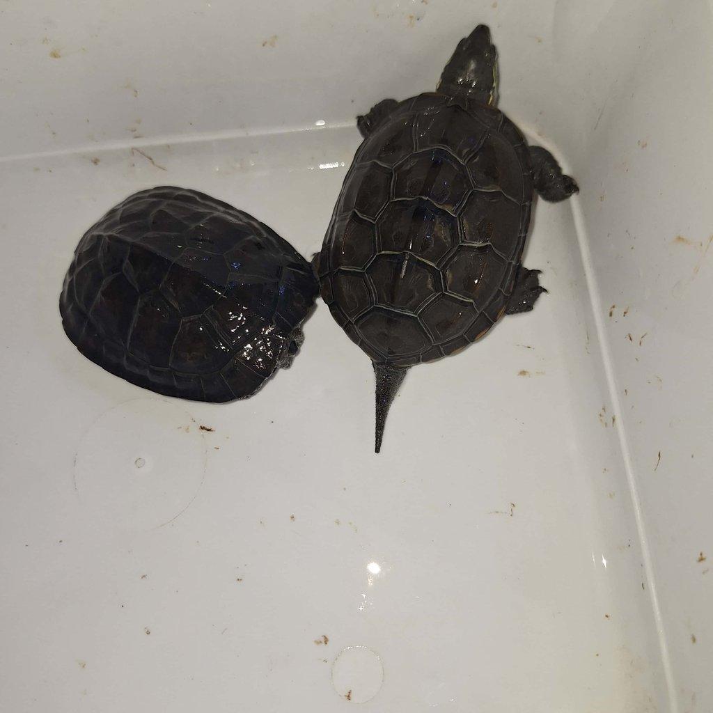 Prodám želvy