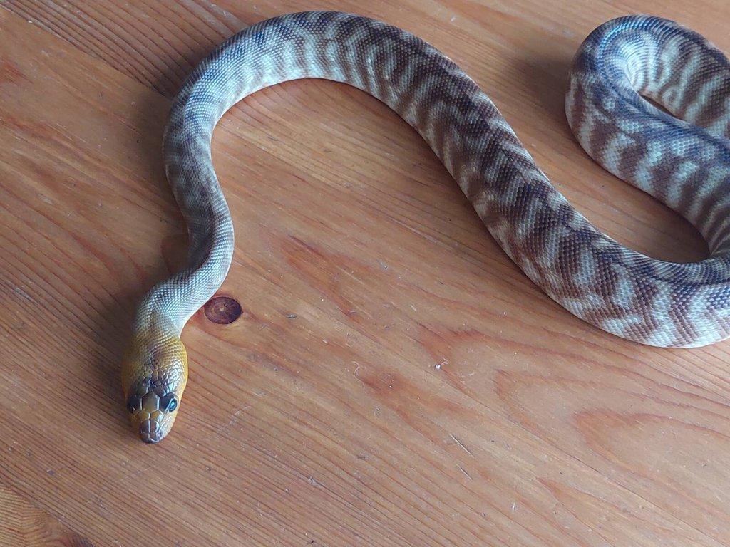 Aspidites ramsayi - woma