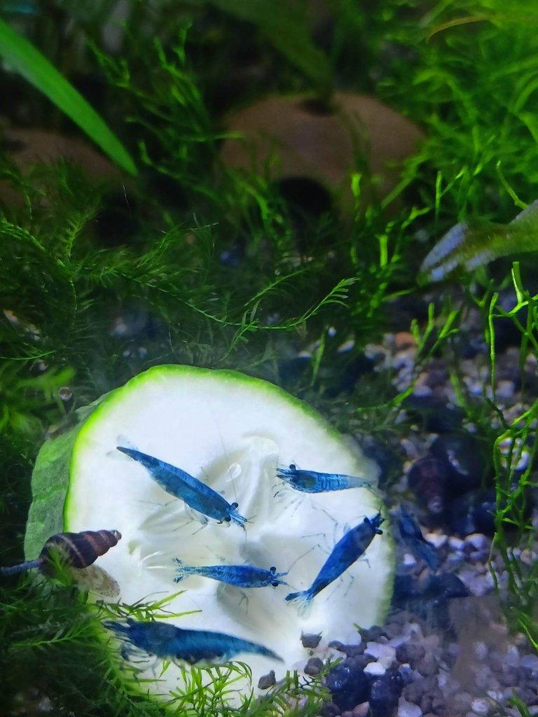 Krevetka Neocaridina var. Blue Dream