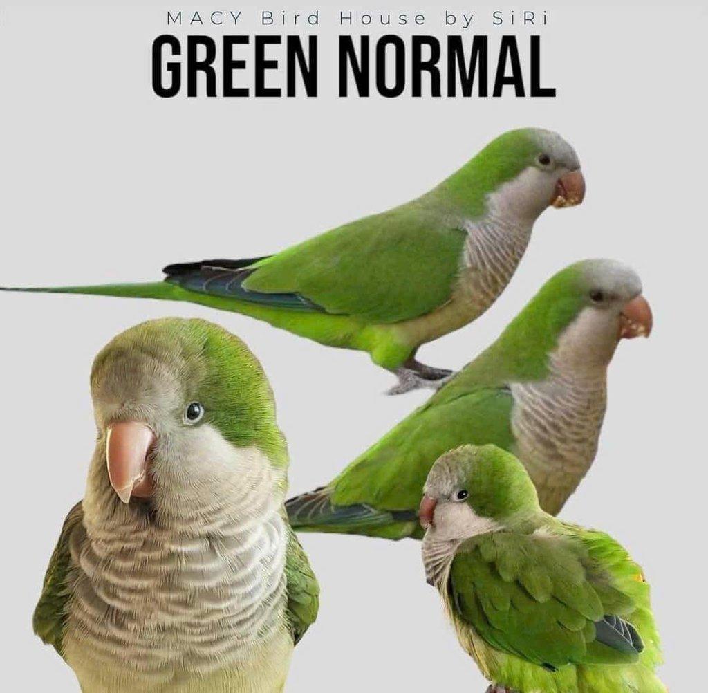 Koupím tyto barevné mutace