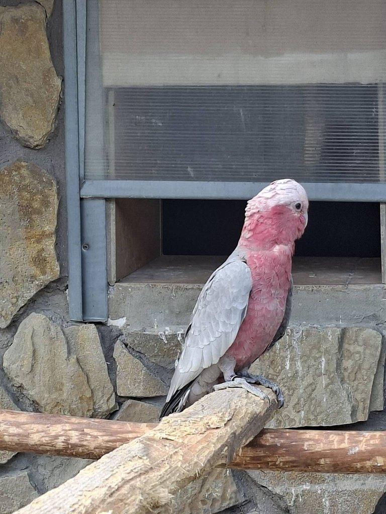 Kakadu ruzovy štépak