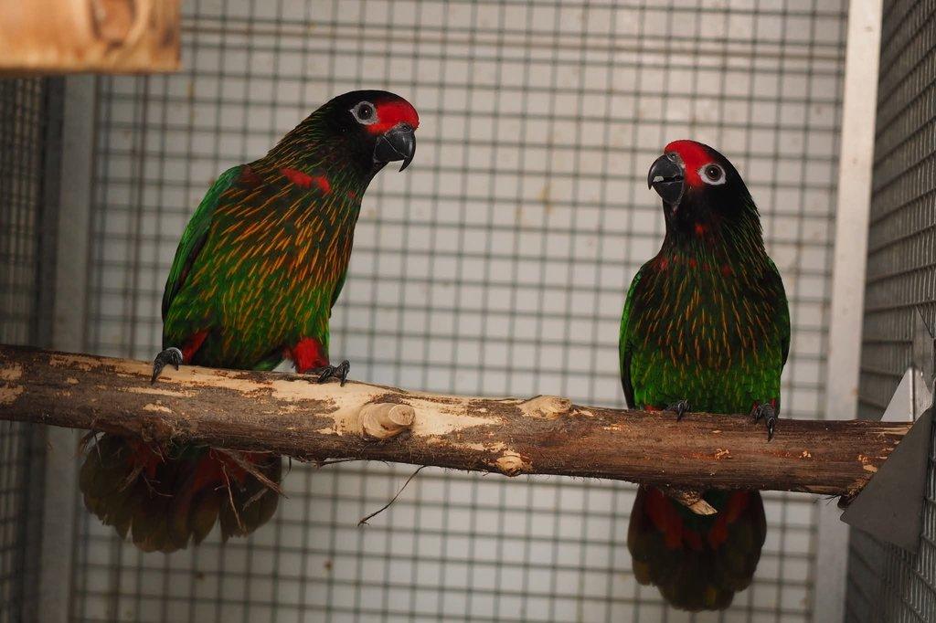 Chalcopsita scintillata rubrifrons; Lorius lory erythrothorax