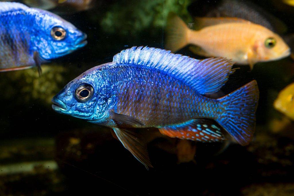 Protomelas steveni Taiwan Reef