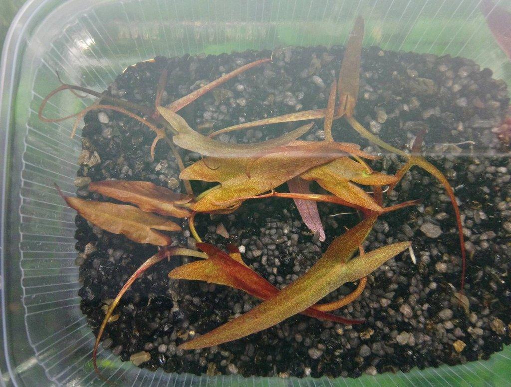 Leknín egyptský červený