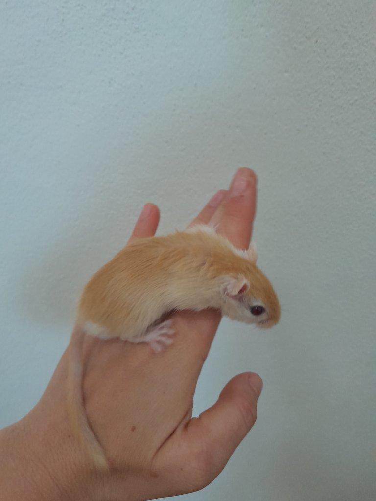 Pískomil mongolský