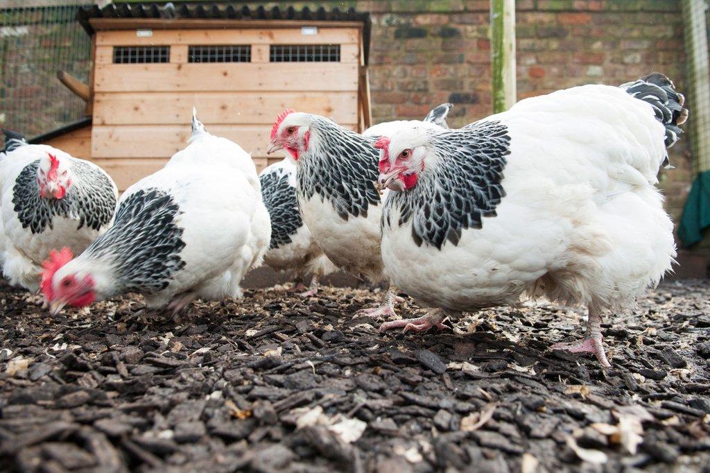 Sasexka 🥚🐣 (násadová vejce i kuřátka)