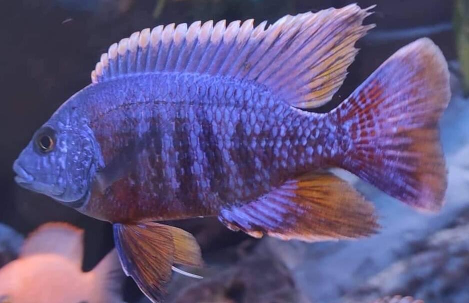 Tlamovci Malawi