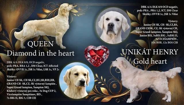 Zlatý retriever šteniatka s PP