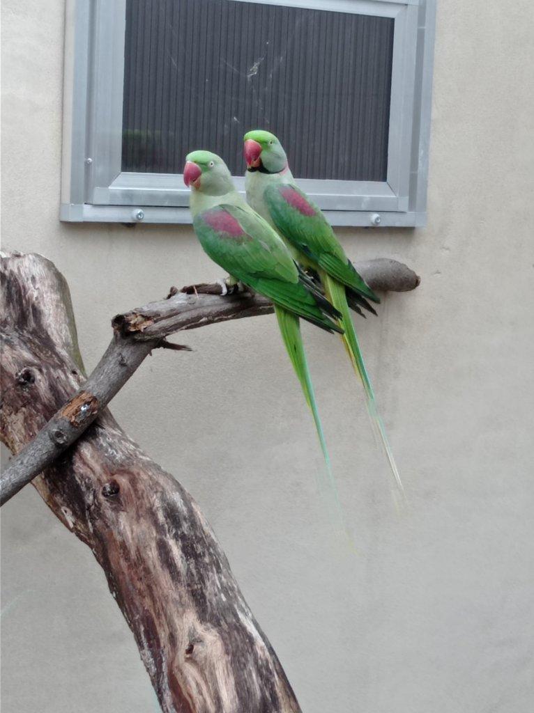 Alexandr velký nepalský