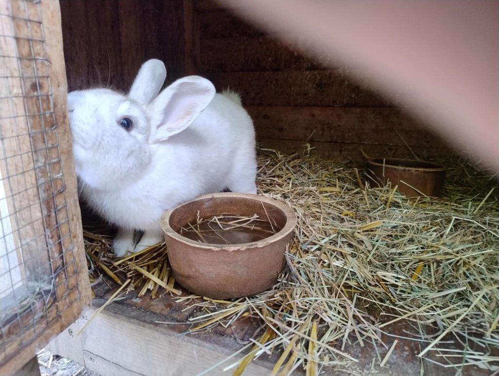 Český červený králík, český černopesíkatý králík