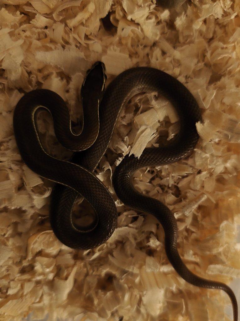 Vyměním B. lineatus za užovku červenou či černou