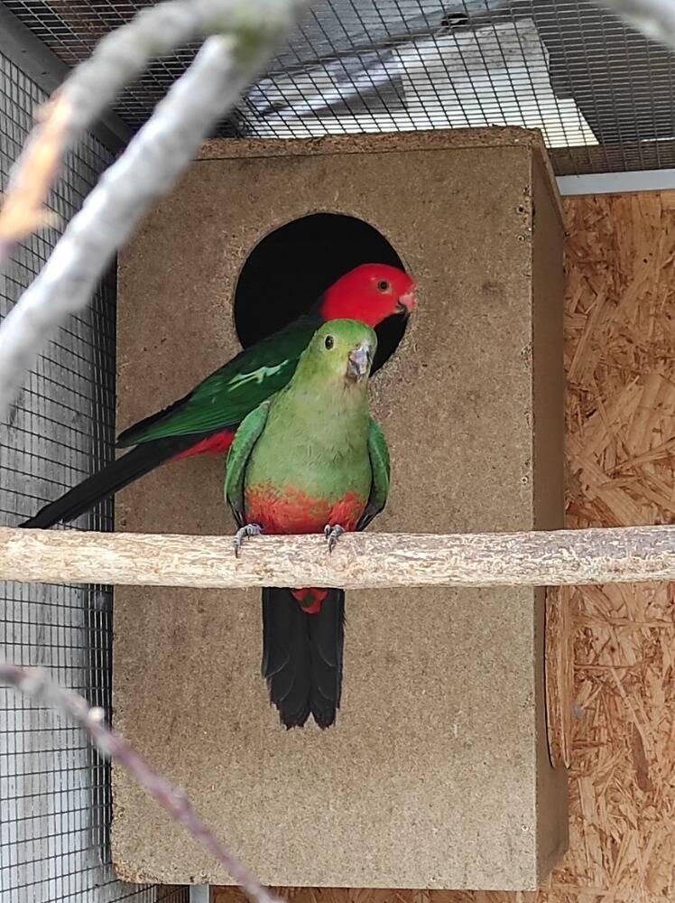 Papoušek královský