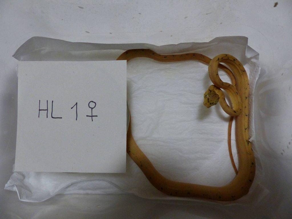 Psohlavec orinocký (Corallus hortulanus)