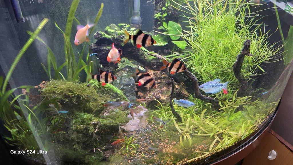 Rohové akvarium 200l s veškerým příslušenstvím